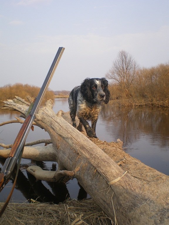 Русский охотничий спаниель