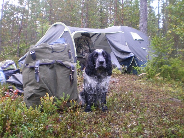 Русский охотничий спаниель