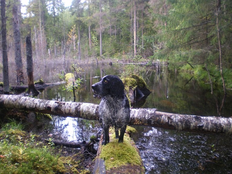 Русский охотничий спаниель