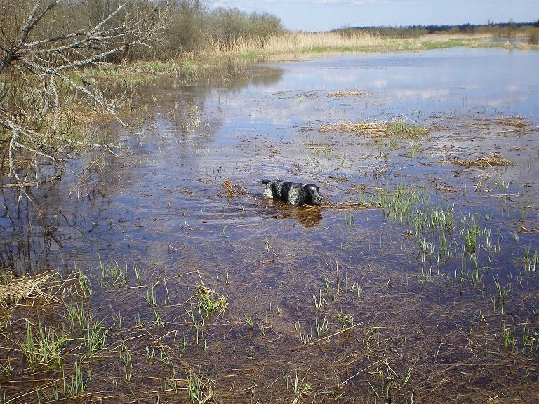 Русский охотничий спаниель