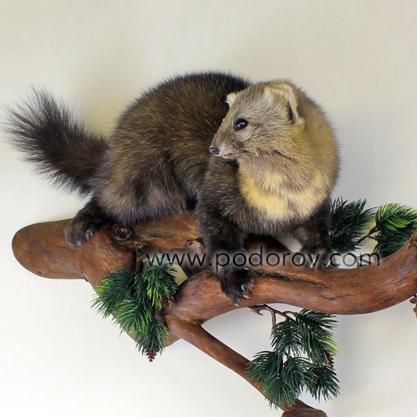 чучело соболя