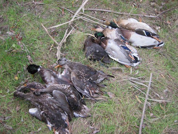 нормы добычи уток