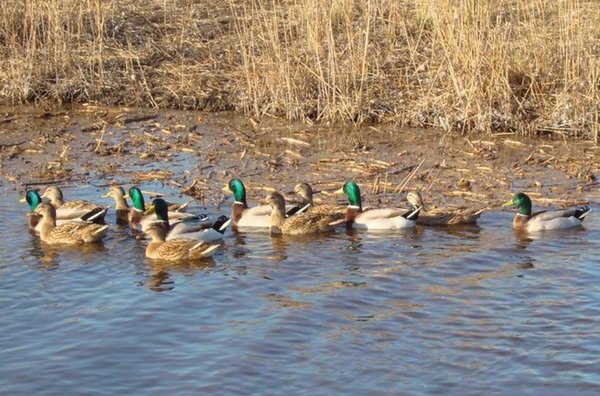 утки на воде