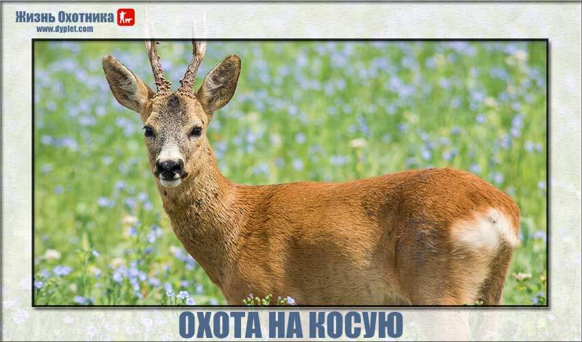 Охота на косулю