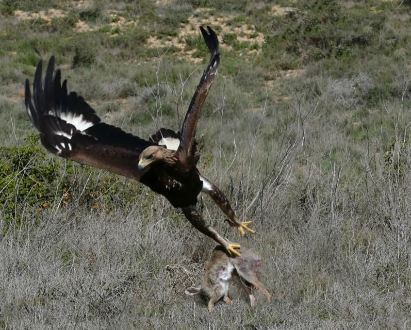 Охота на зайца