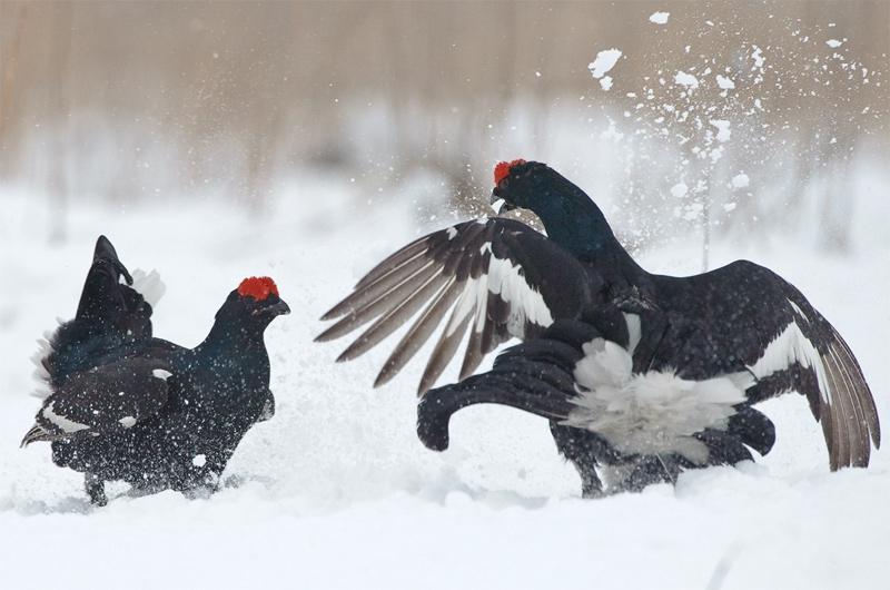 Самец тетерева