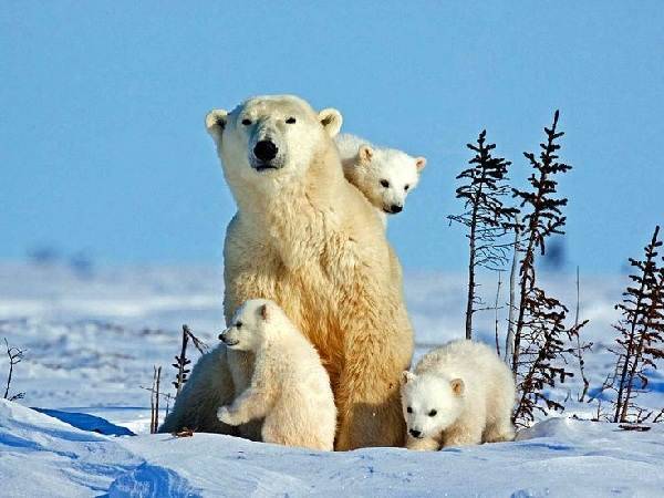 Почему-белый-медведь-не-ест-пингвинов-2