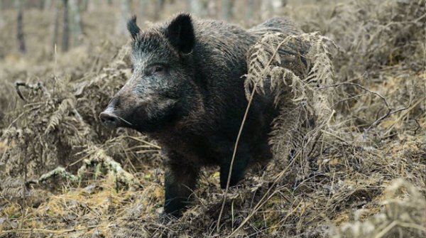 Тяжелый хищник