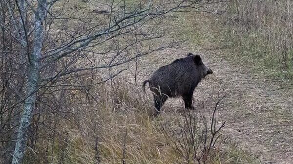 Кабан в поле