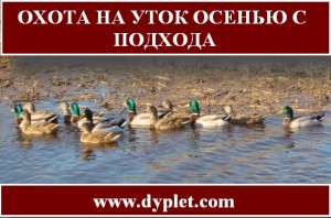 Охота на уток осенью с подхода