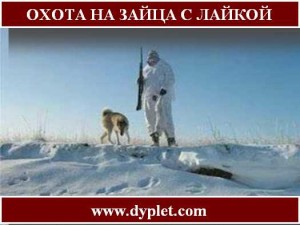 Охота на зайца с лайкой