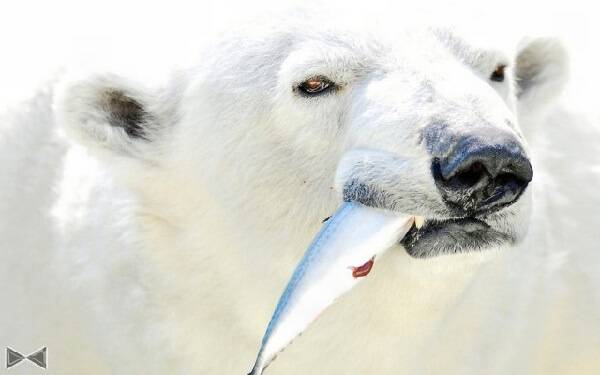 Белый медведь