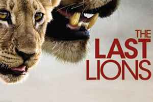 фильм о жизни львов