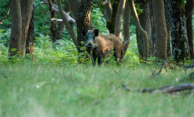 Как охотиться на кабана: с гладкоствольным оружием, видео, с подхода летом, осенью, загоном, на секача