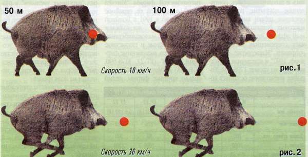 Как охотиться на кабана: с гладкоствольным оружием, видео, с подхода летом, осенью, загоном, на секача