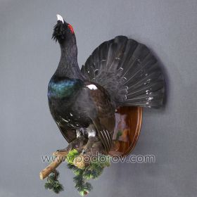 Чучело глухаря