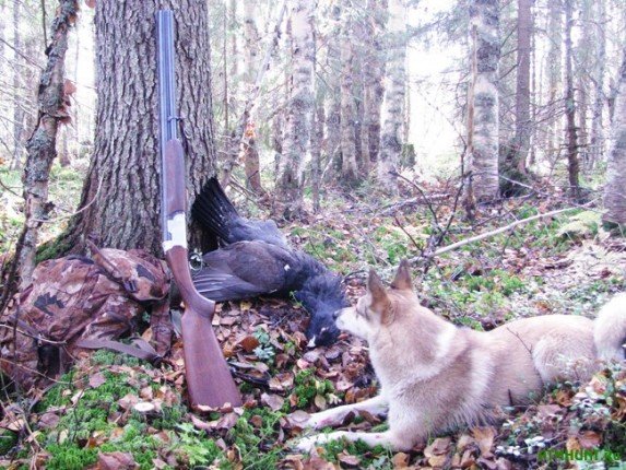 охота на глухаря с лайкой
