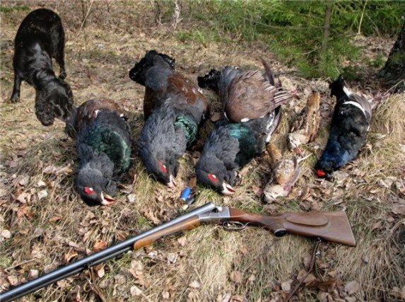 Охота со спаниелем