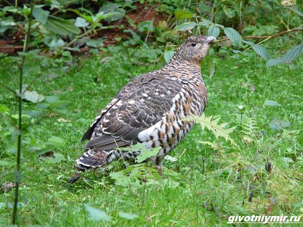 Охота-на-глухаря-разными-способами-1