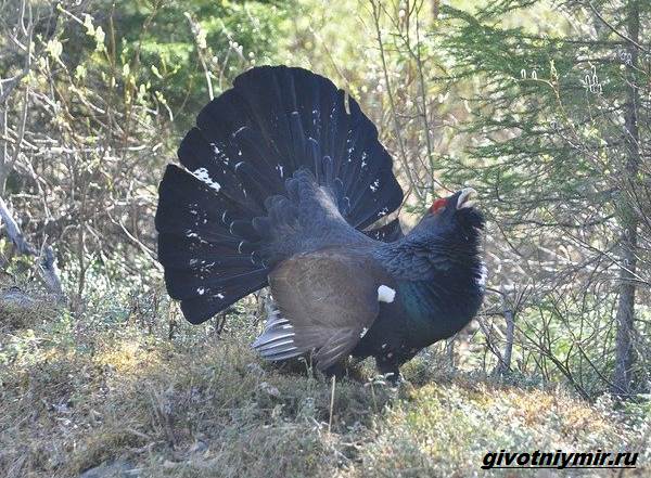 Охота-на-глухаря-разными-способами-2