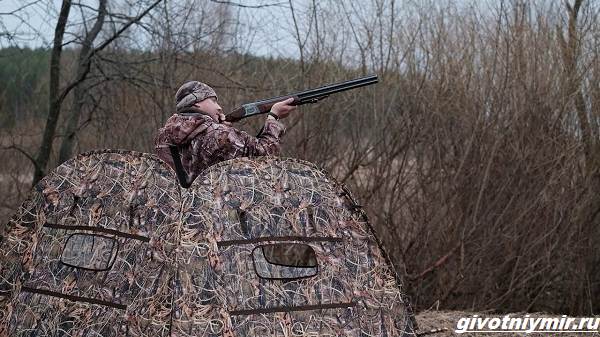 Охота-на-глухаря-разными-способами-6