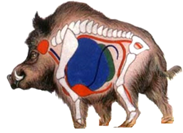 Куда стрелять кабана