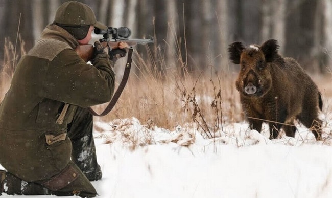 Подход к кабану