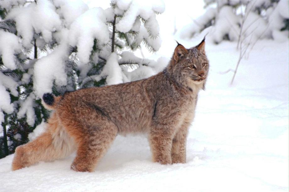 Охота на рысь