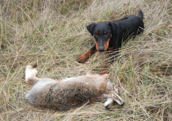 Собака и заяц