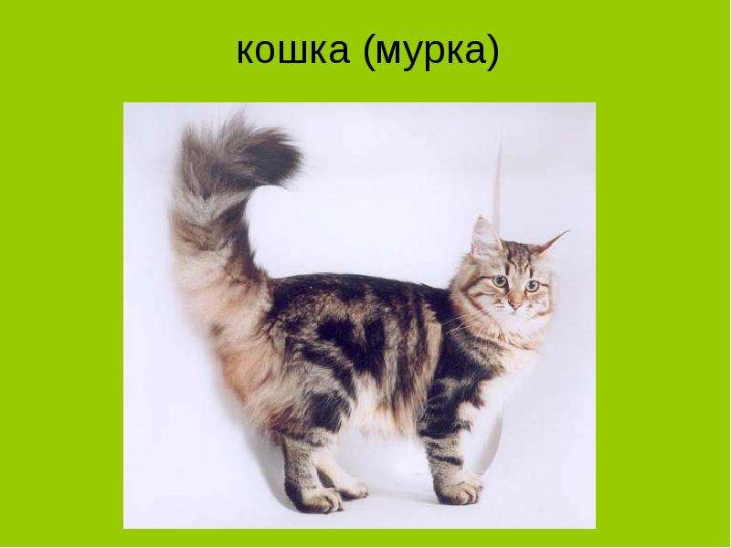 Словарный диктант «Имена собственные и нарицательные», слайд №7