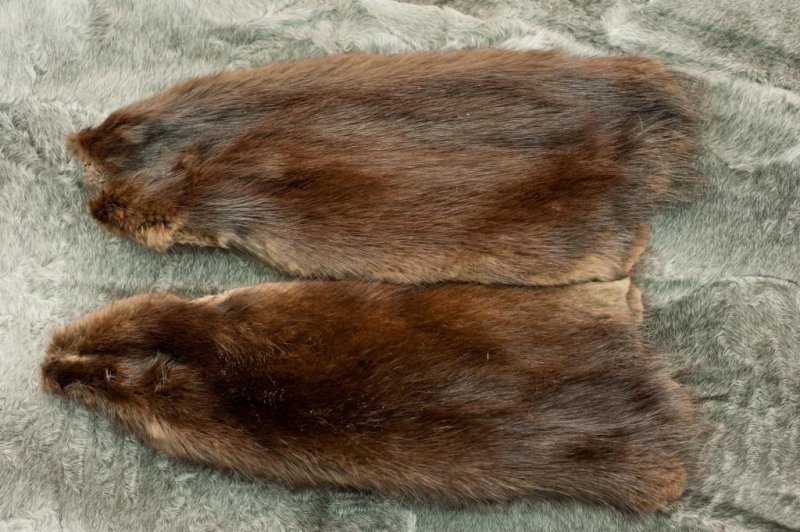 Шкура ондатры