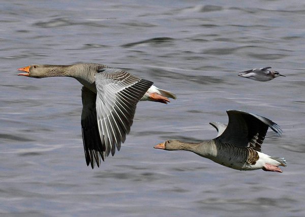 гуси над водой