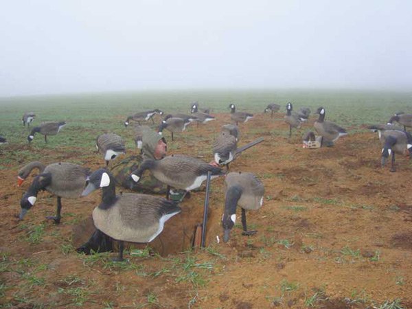 профили на поле