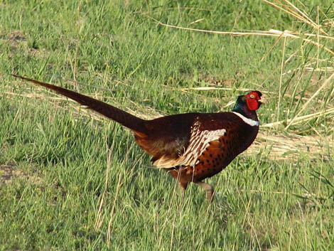 охота на фазана