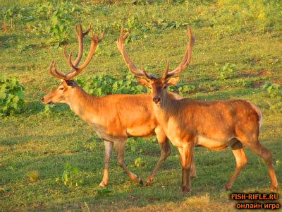 Охота на оленя