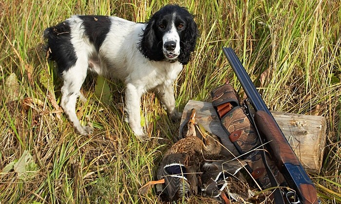 охота на уток