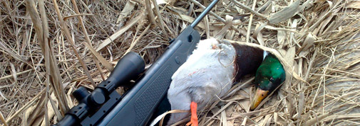 Пневматика для охоты на утку, зайца, фазана, ворону и тп.