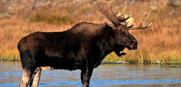 Правила и особенности загонной охоты на лося