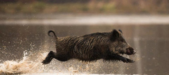 Правила и особенности загонной охоты на кабана