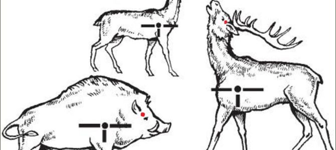 Календарь охоты в сентябре в России