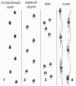 Сравнение следа