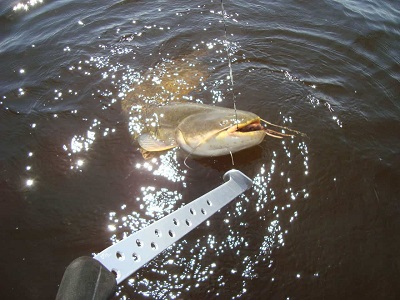 особенности ловли сома на квок