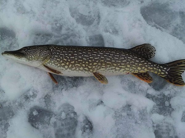 ловля щуки зимой