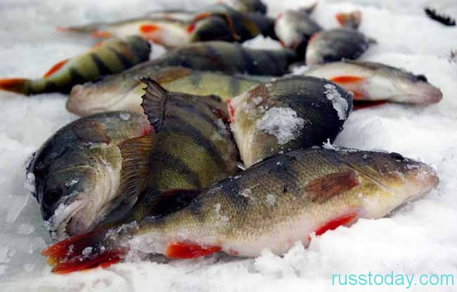 богатый улов