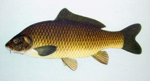 Сазан. Описание