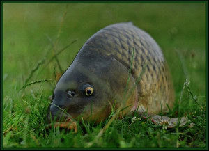 Сазан. Ловля сазана