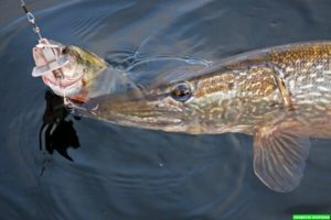 В КАКУЮ ПОГОДУ ЛОВИТЬ ЩУКУ: ЛУЧШАЯ ПОГОДА ДЛЯ ЛОВЛИ ЩУКИ
