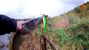 В КАКУЮ ПОГОДУ ЛОВИТЬ ЩУКУ: ЛУЧШАЯ ПОГОДА ДЛЯ ЛОВЛИ ЩУКИ