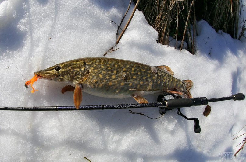 Лучшая погода для ловли щуки | ВКонтакте