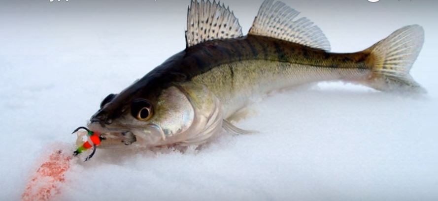 Судак — это не только очень вкусная рыба, но и очень красивая.